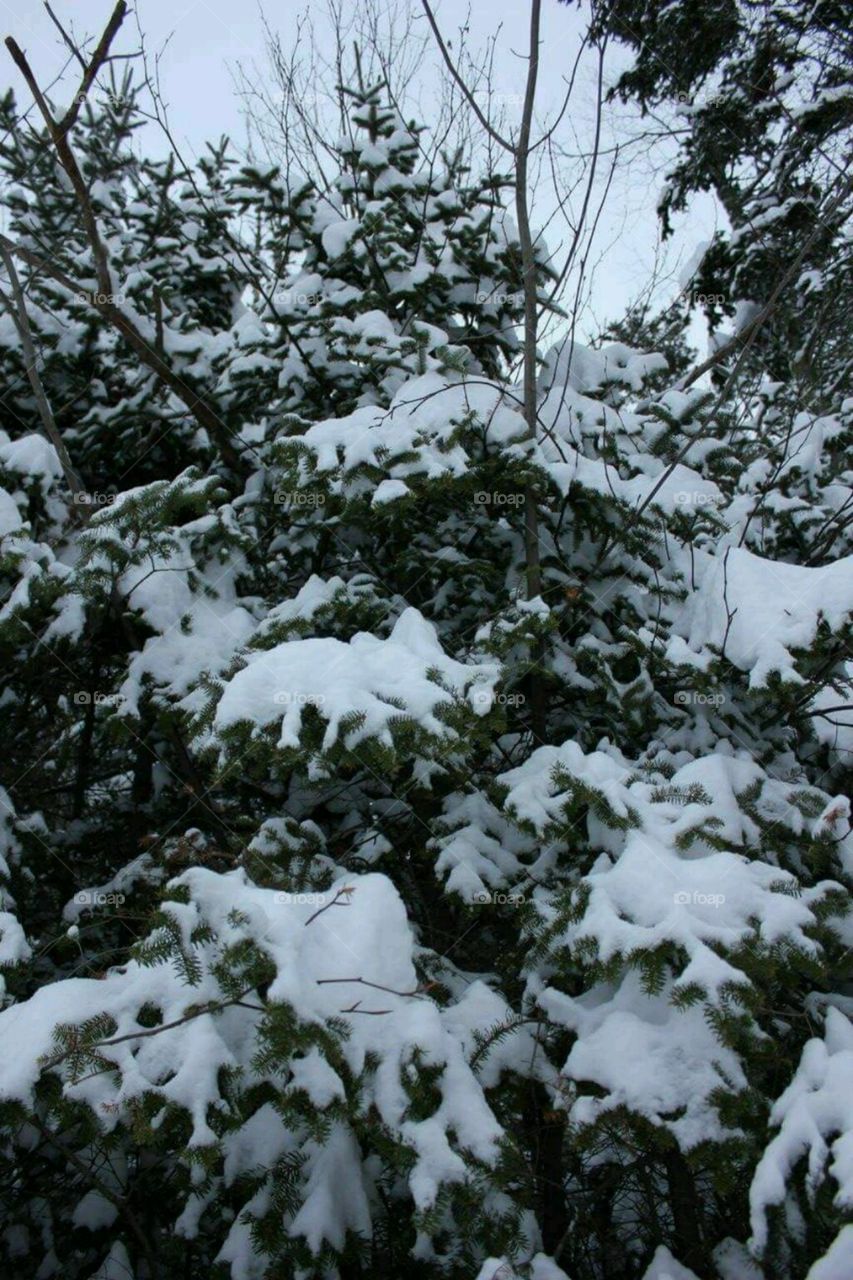 Snow Covered Tree