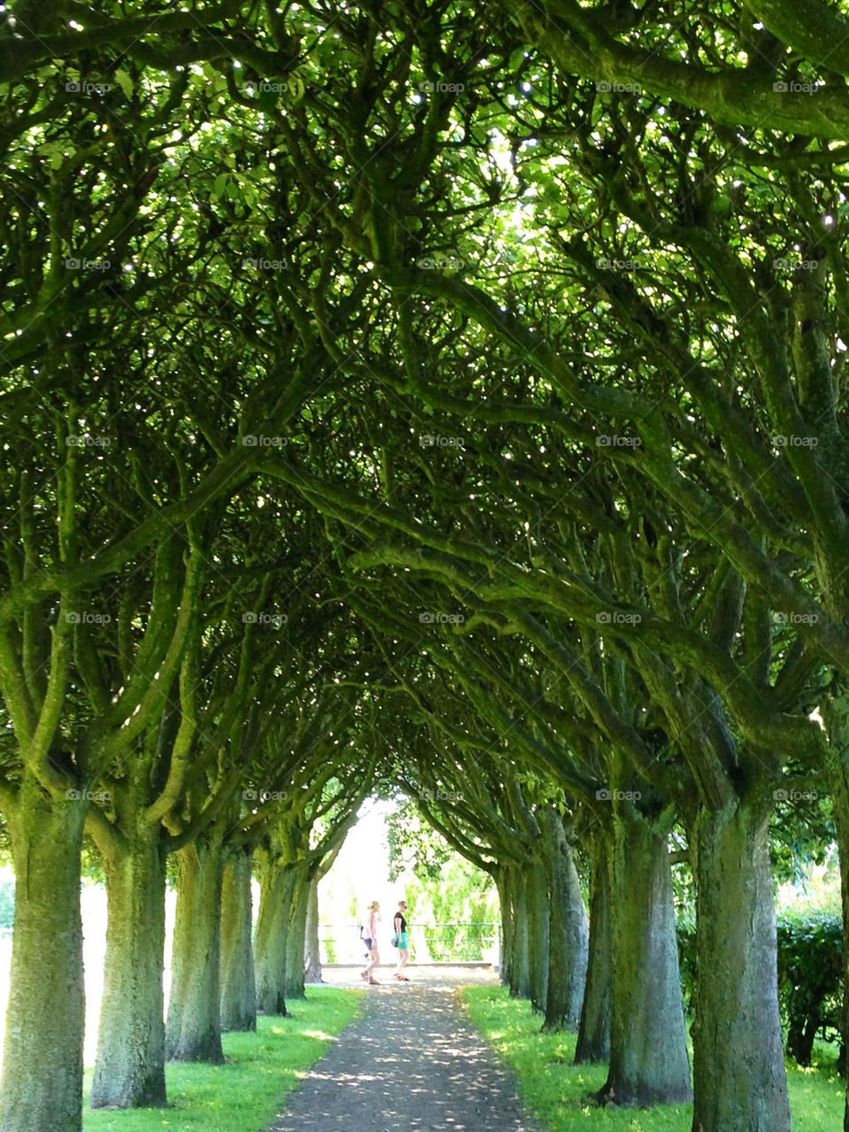 nature sweden allé walkway by cabday