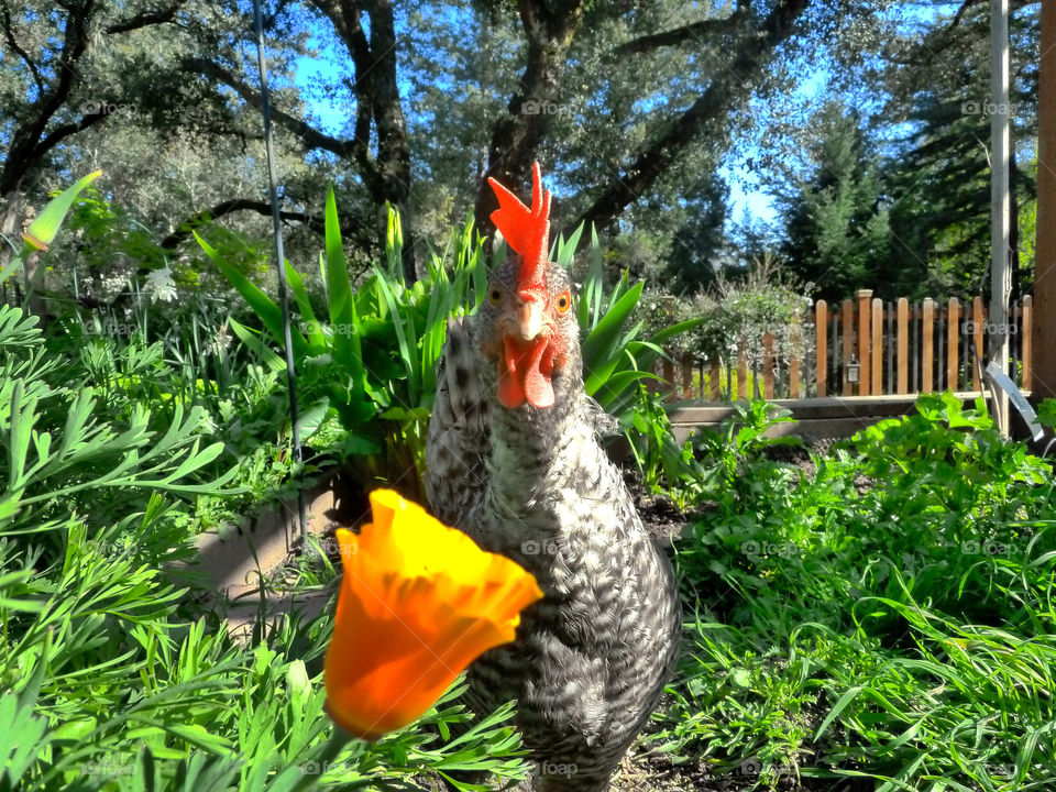 Chicken Photobomb. I was actually just trying to get the garden when one of the chickens popped into the shot!