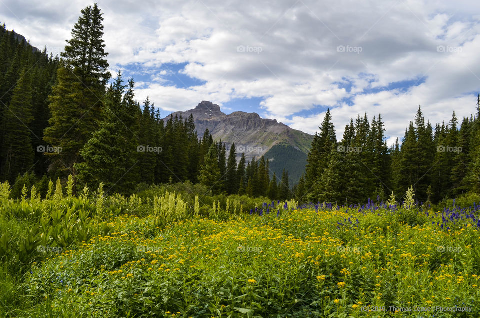 Alpine flowers
