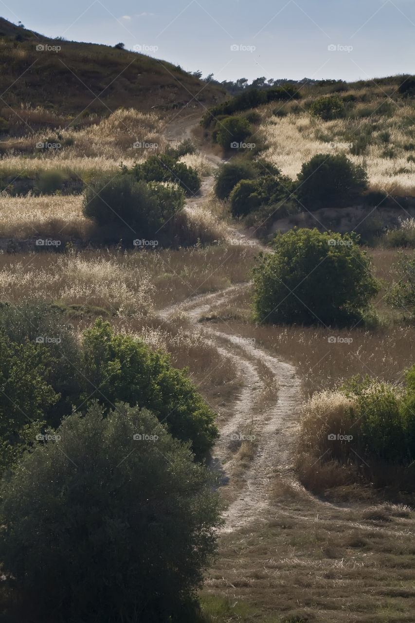 country road among olive trees