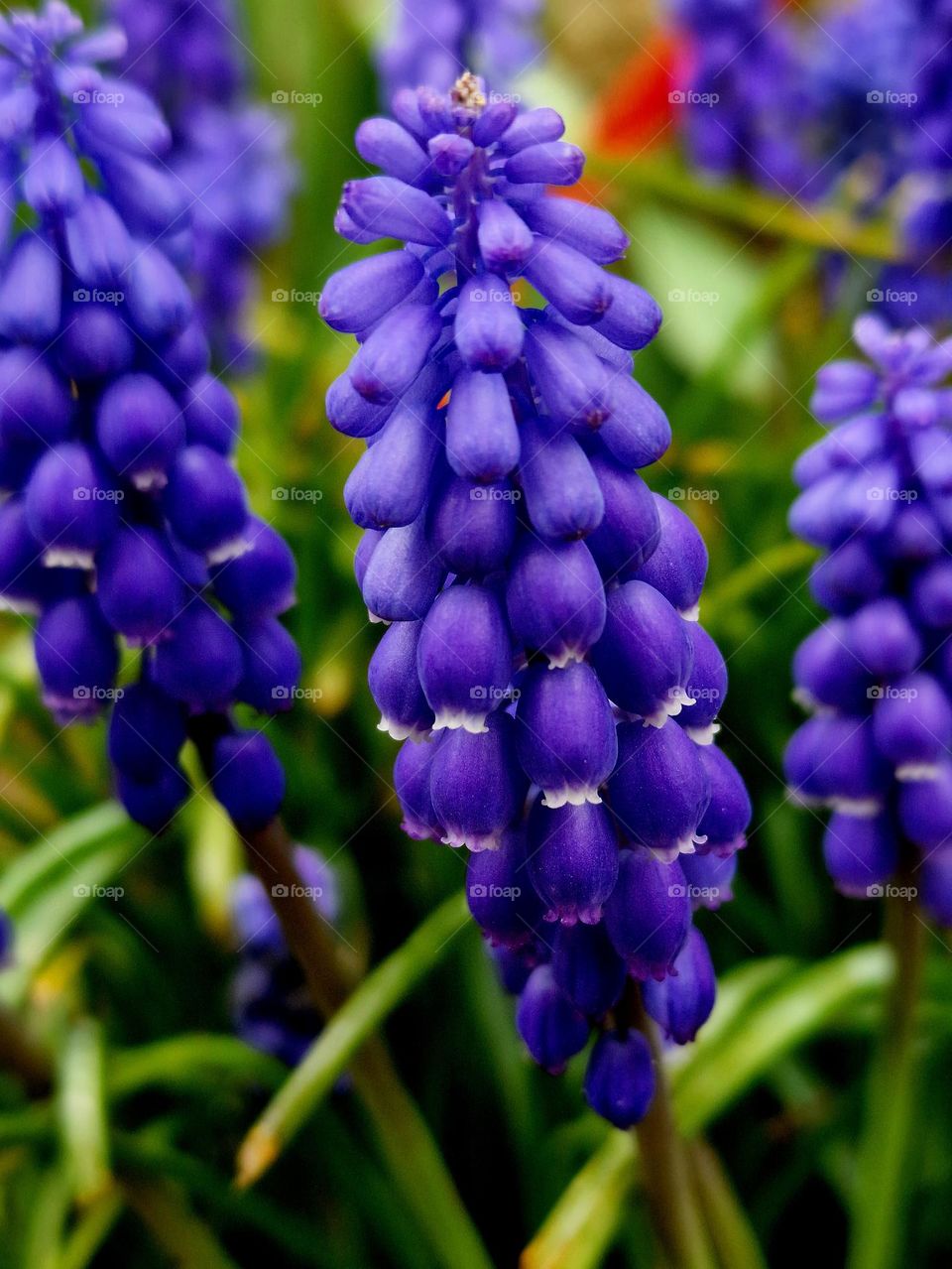 purple flower