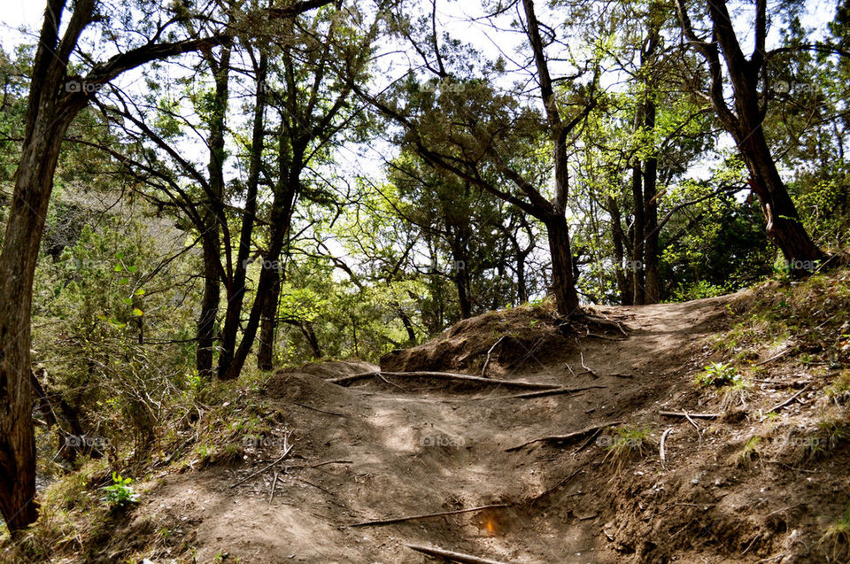 outdoors trees path outside by refocusphoto