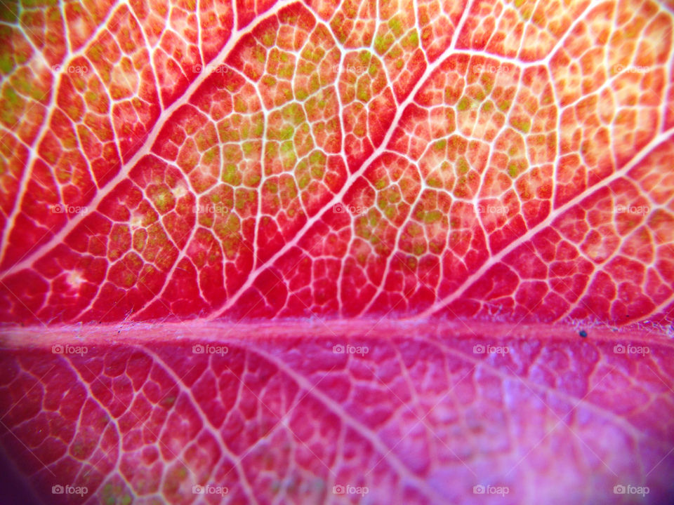 A microscopic view of the details of a leaf which has turned to a vibrant color!
