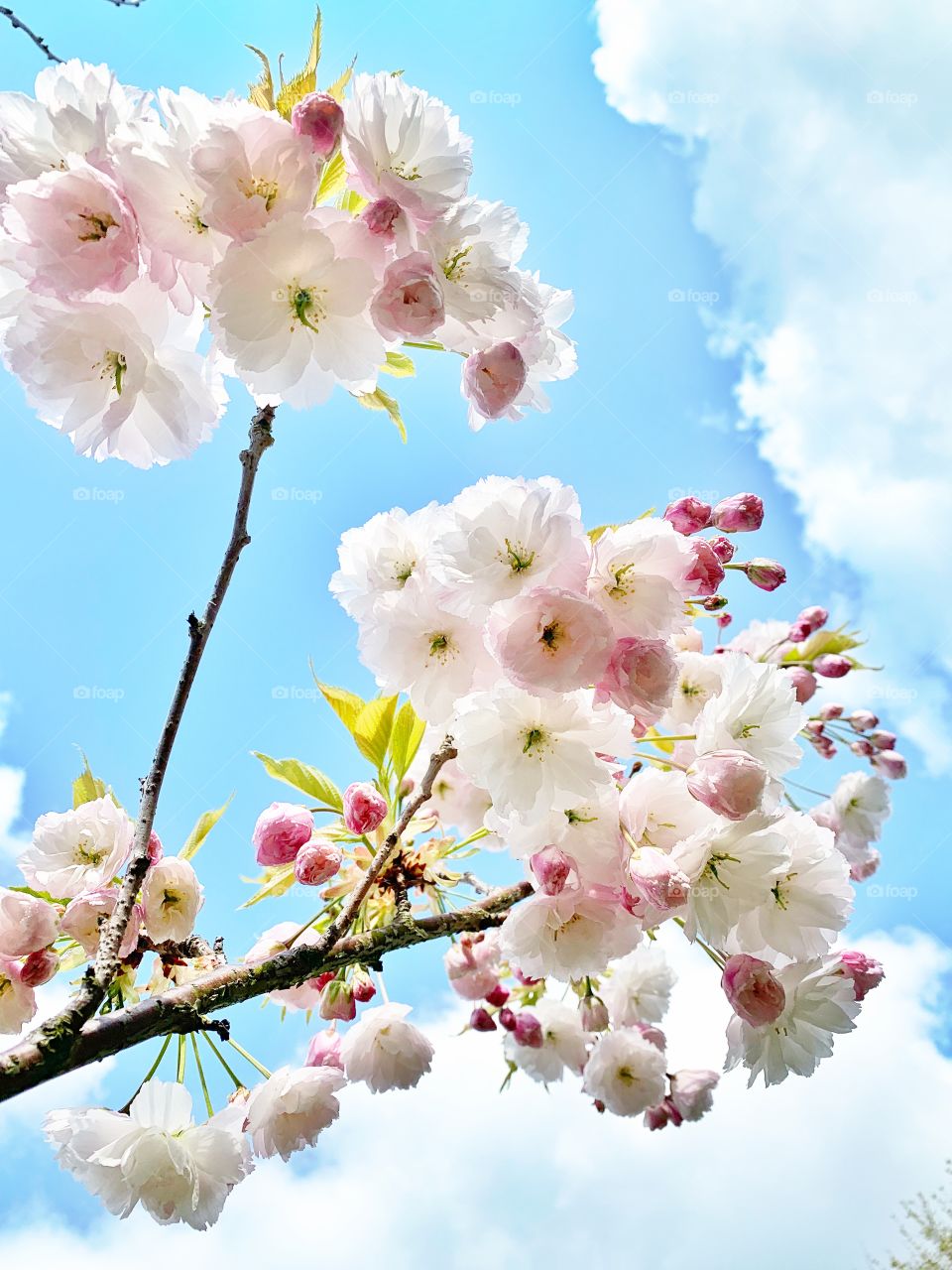 Cherry blossom flowers in spring season 
