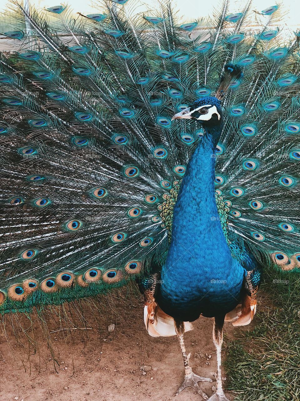 Peacock with an open tail