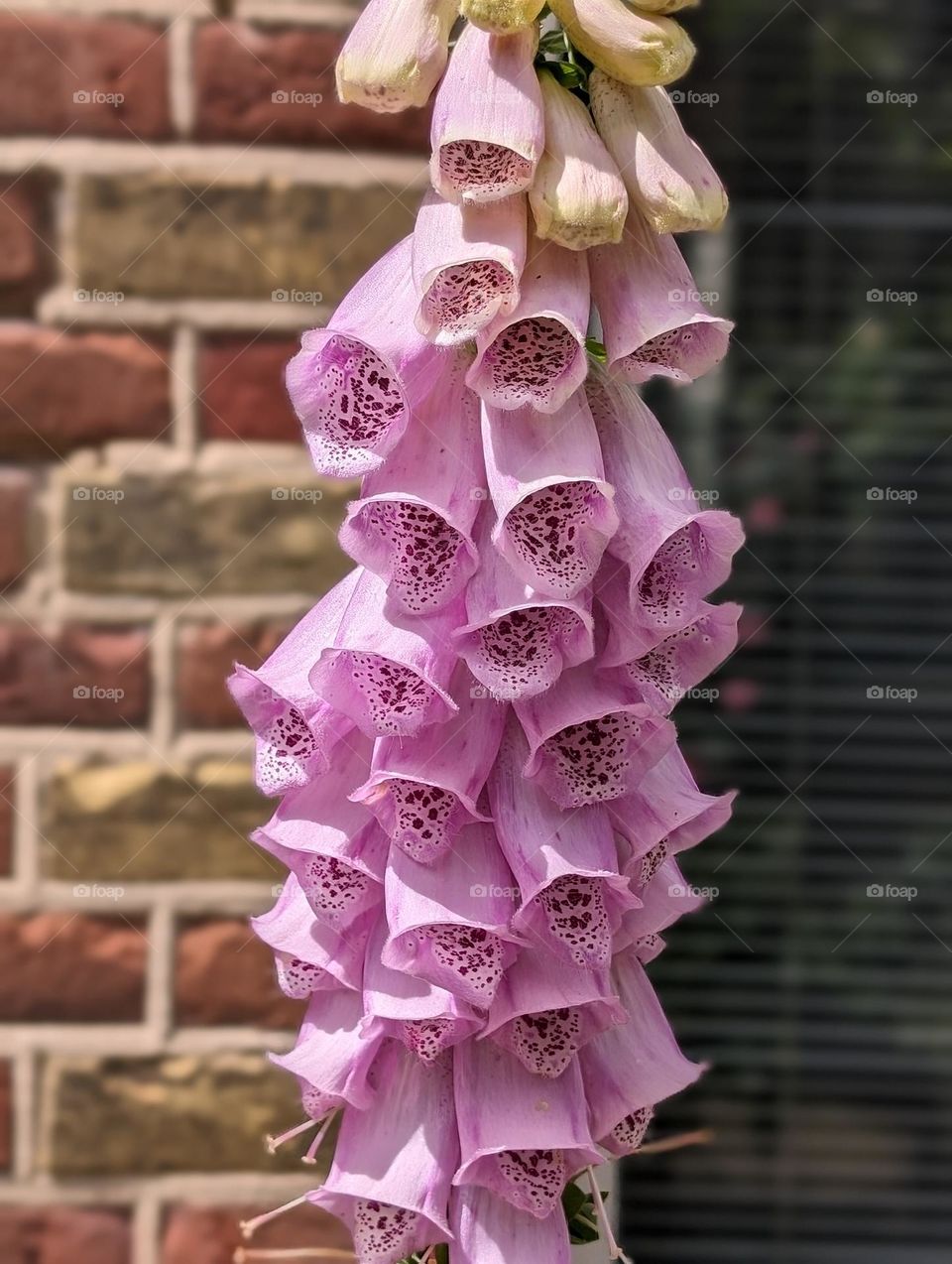 Blooming Digitalis Purpurea - Foxglove