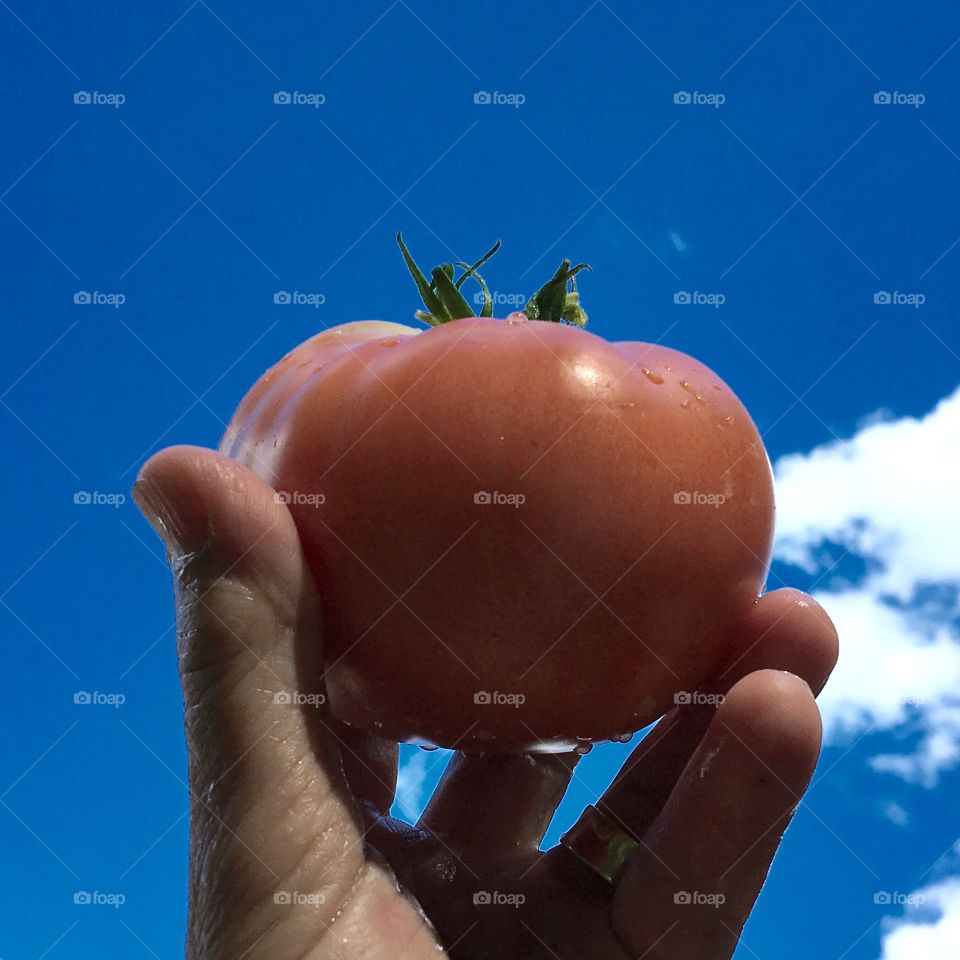 Perfect Tomato, blue sky, white cloud, hand holding, water droplets🍅
