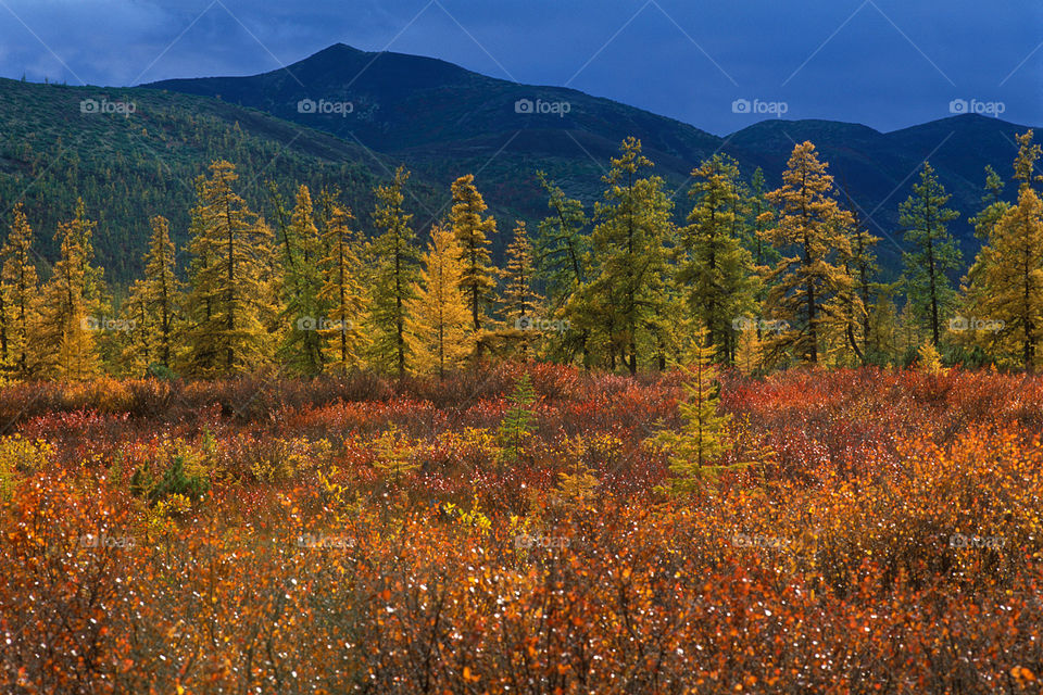 Scenic view of forest in autumn