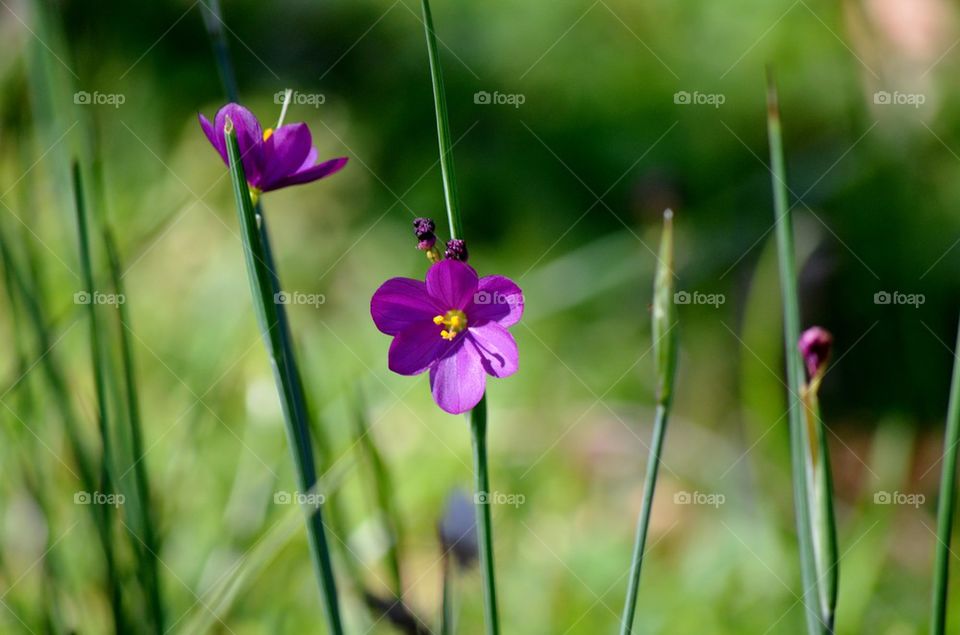 Purple flowers blooming at outdoors