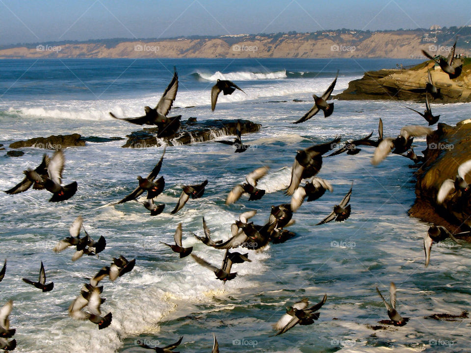 san diego california birds flying by refocusphoto