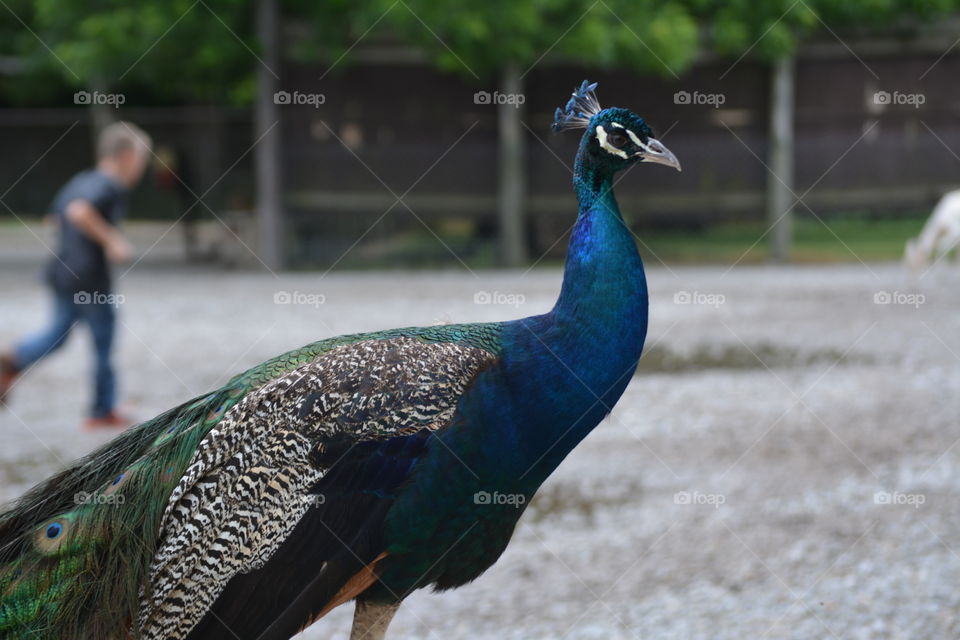 Peacock