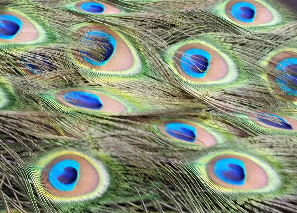 Peacock feathers