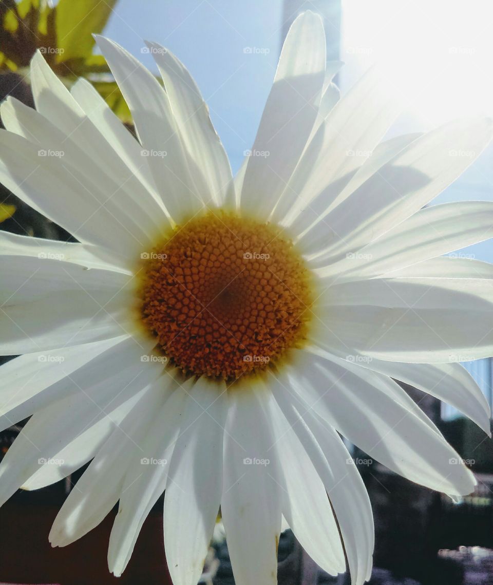 Big Daisy