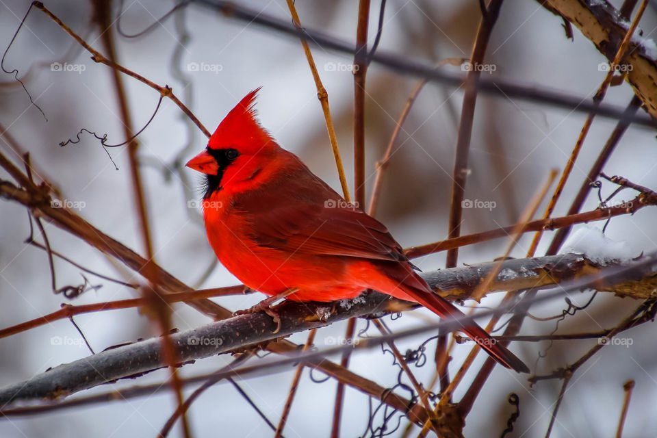 Red cardinal in winter