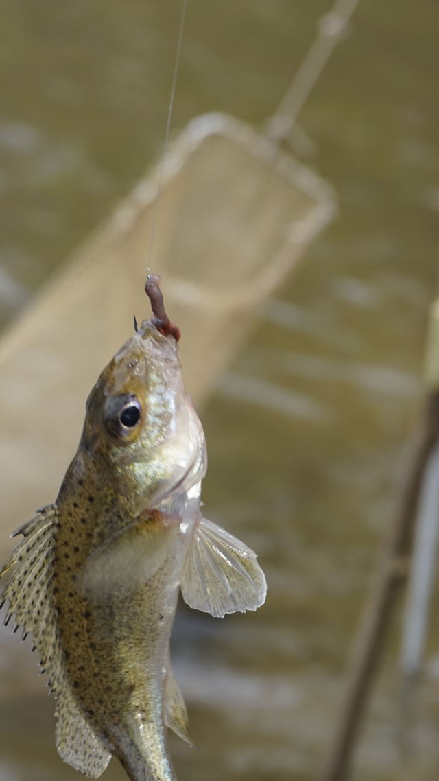fish. lake