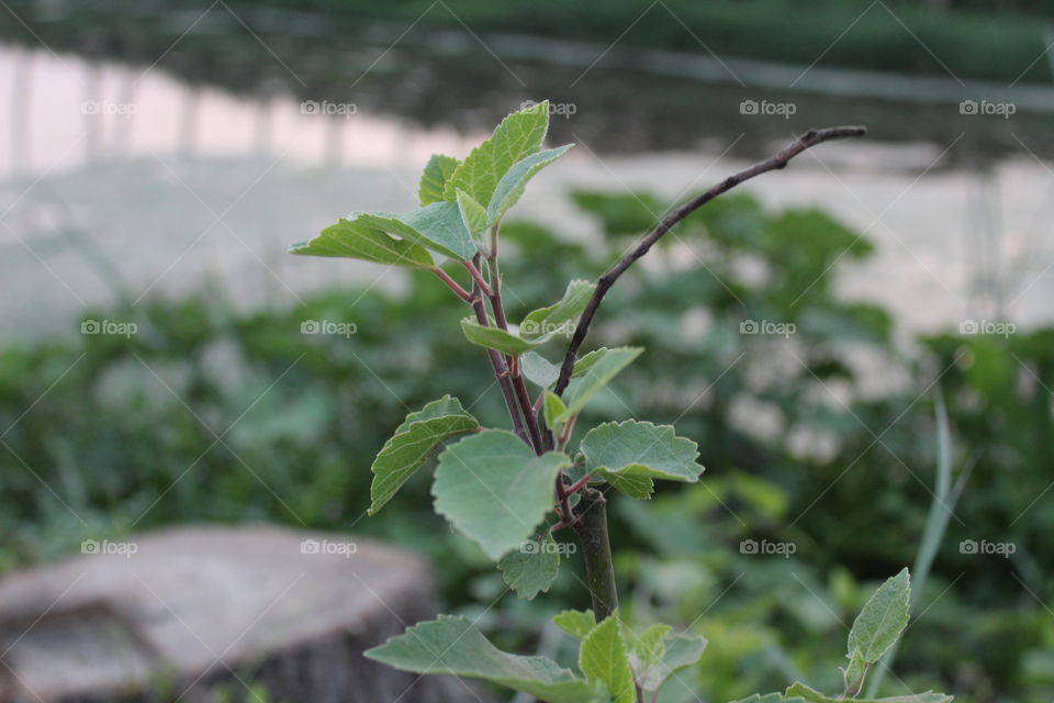 starting of spring season...