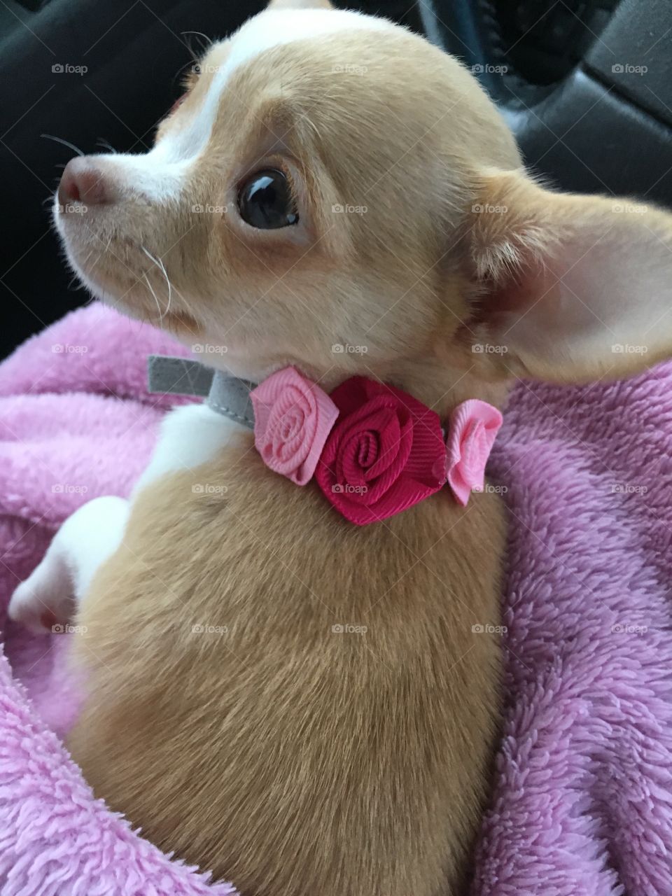 Baby chihuahua puppy