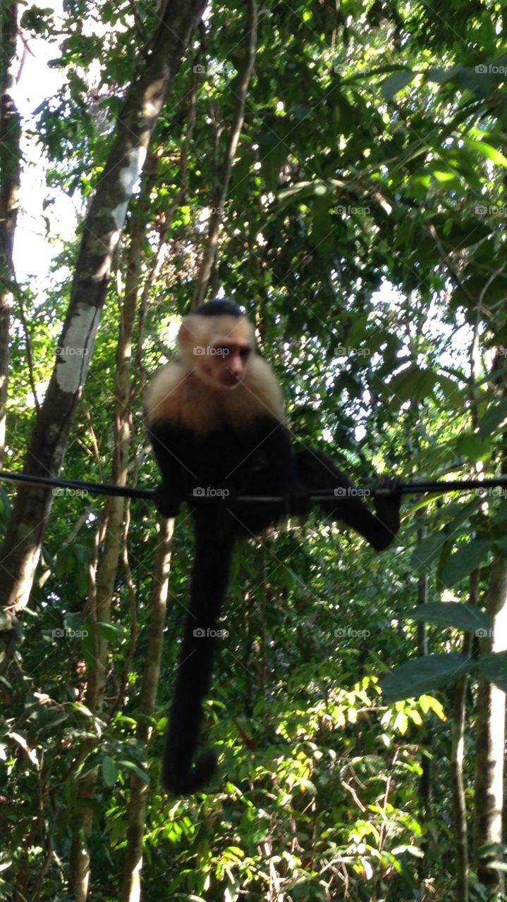 Costa Rica monkey, Manuel Antonio park