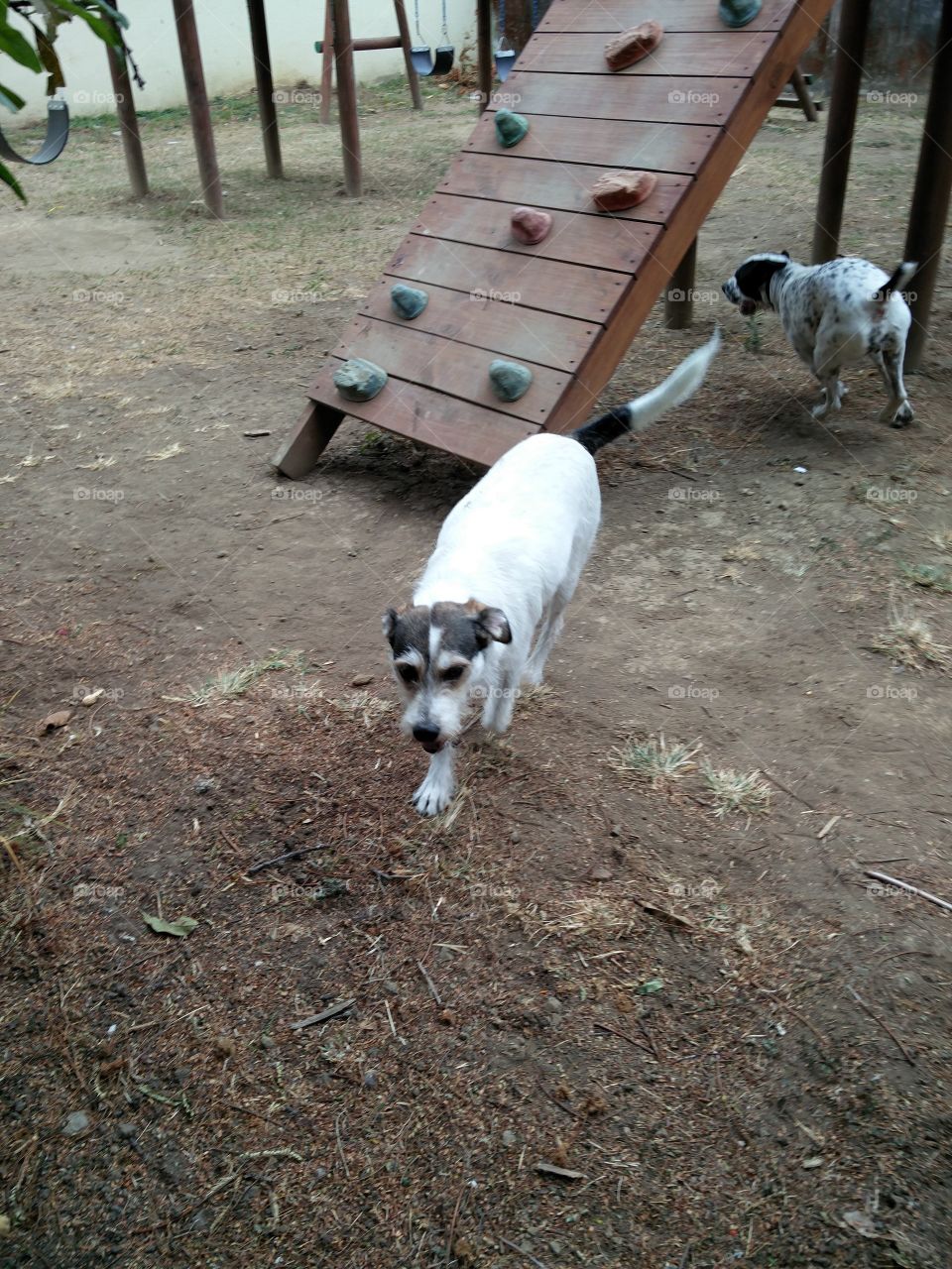 playground doggy