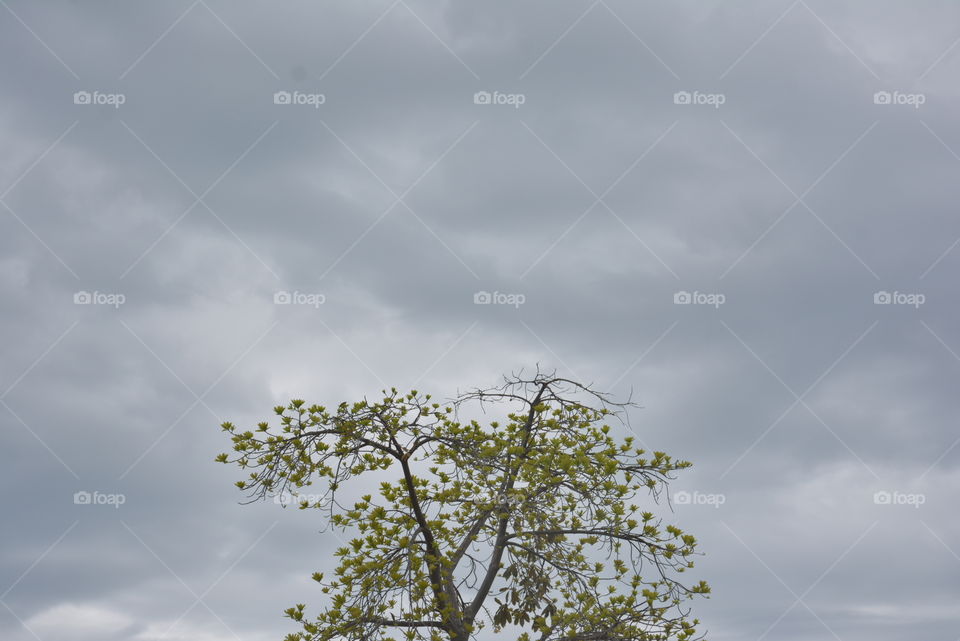 Sky and tree