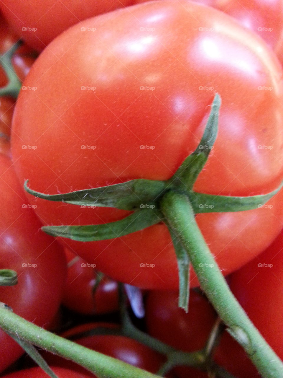 tomatoes. vine