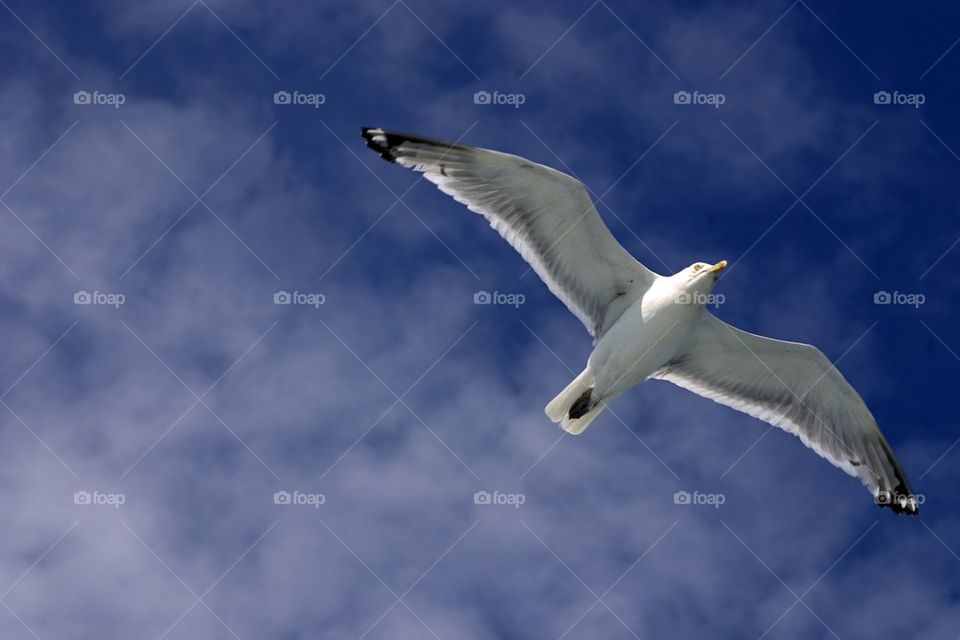 Soaring gull