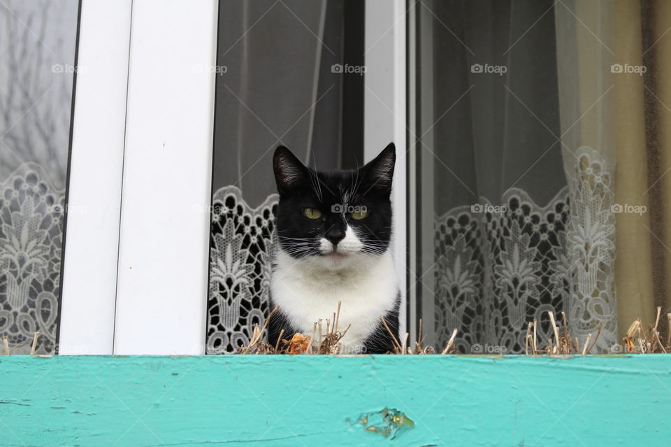 Cat in window