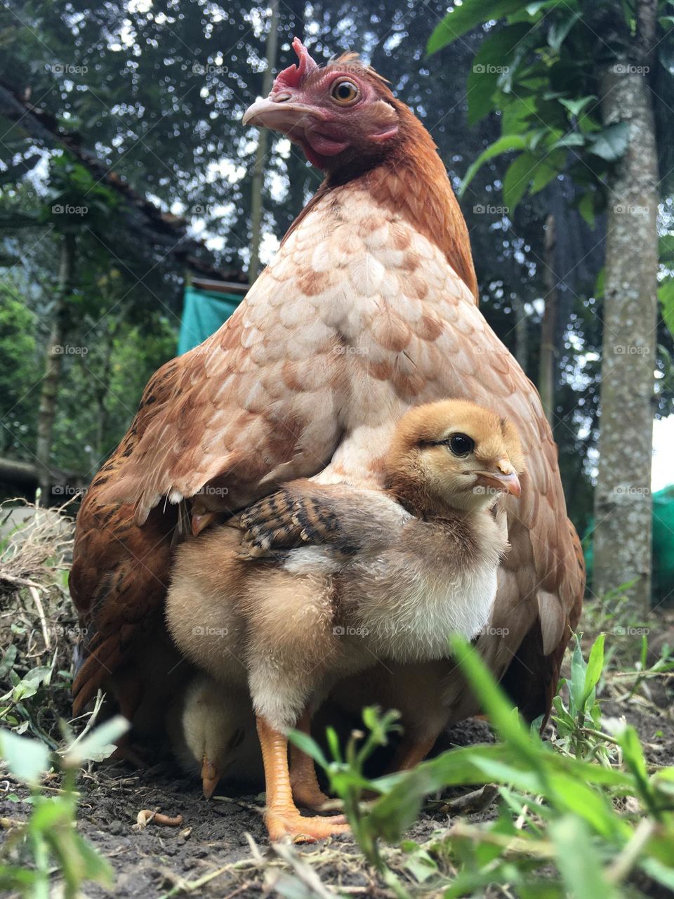 Beautiful family. Chicken