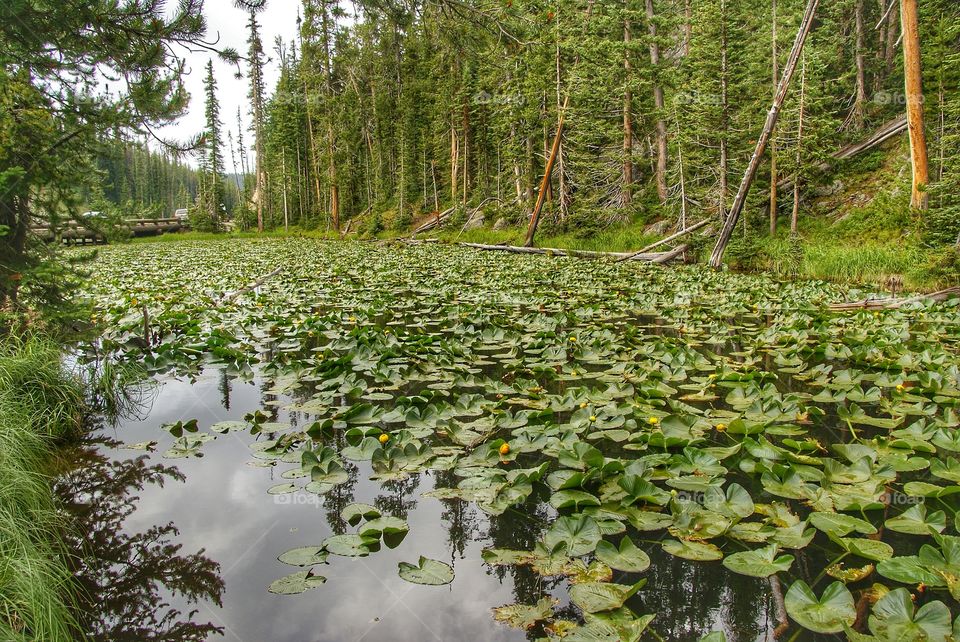 Waterlily pond