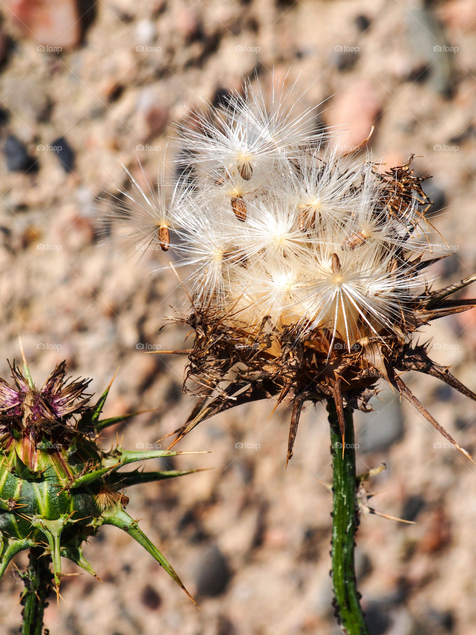 Close-up of uncultivated flower
