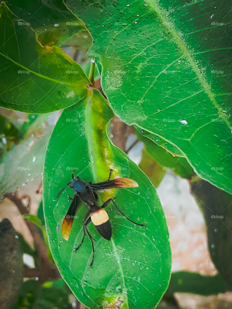 An insect on the leafs 