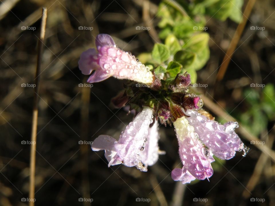 flowers