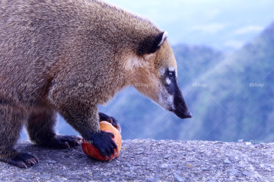 coati eating apple