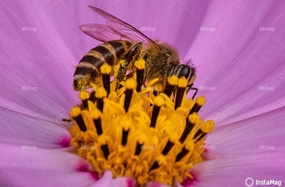 Bee and pollen on the centre of the flower