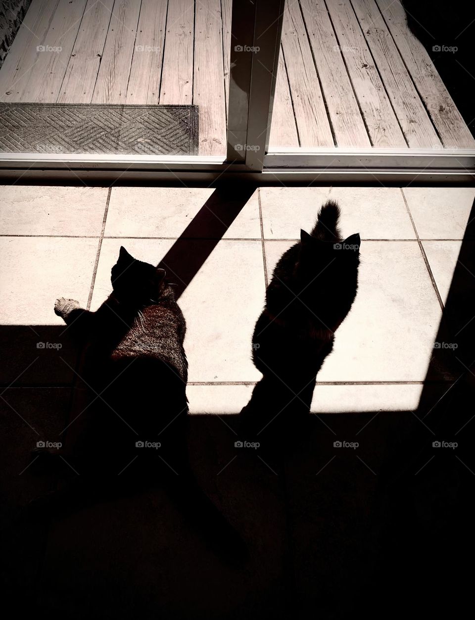 Two Cats Hanging Out And Relaxing By The French Doors Under The Morning Sunlight Creating A Great Shadow.