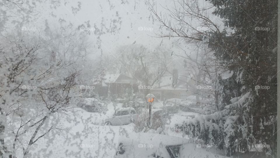 Snow, Winter, Cold, Frost, Weather