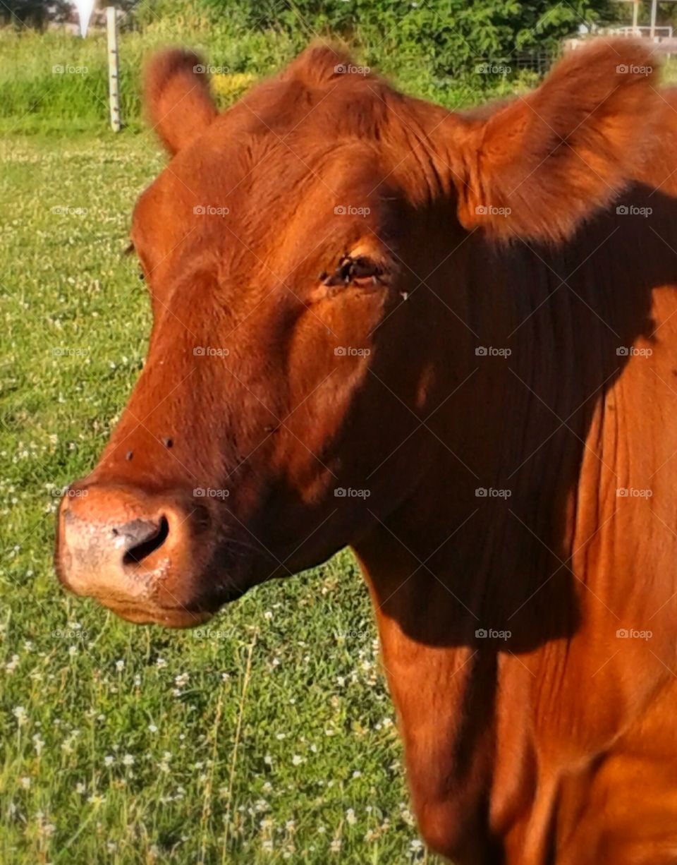 Ruby. An Angus cow named Ruby.