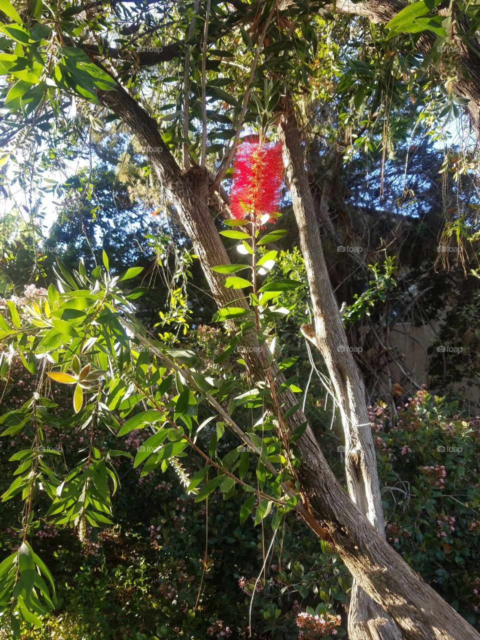 In a sea of green and brown plants and trees, one very red bottle brush plant stands out.
