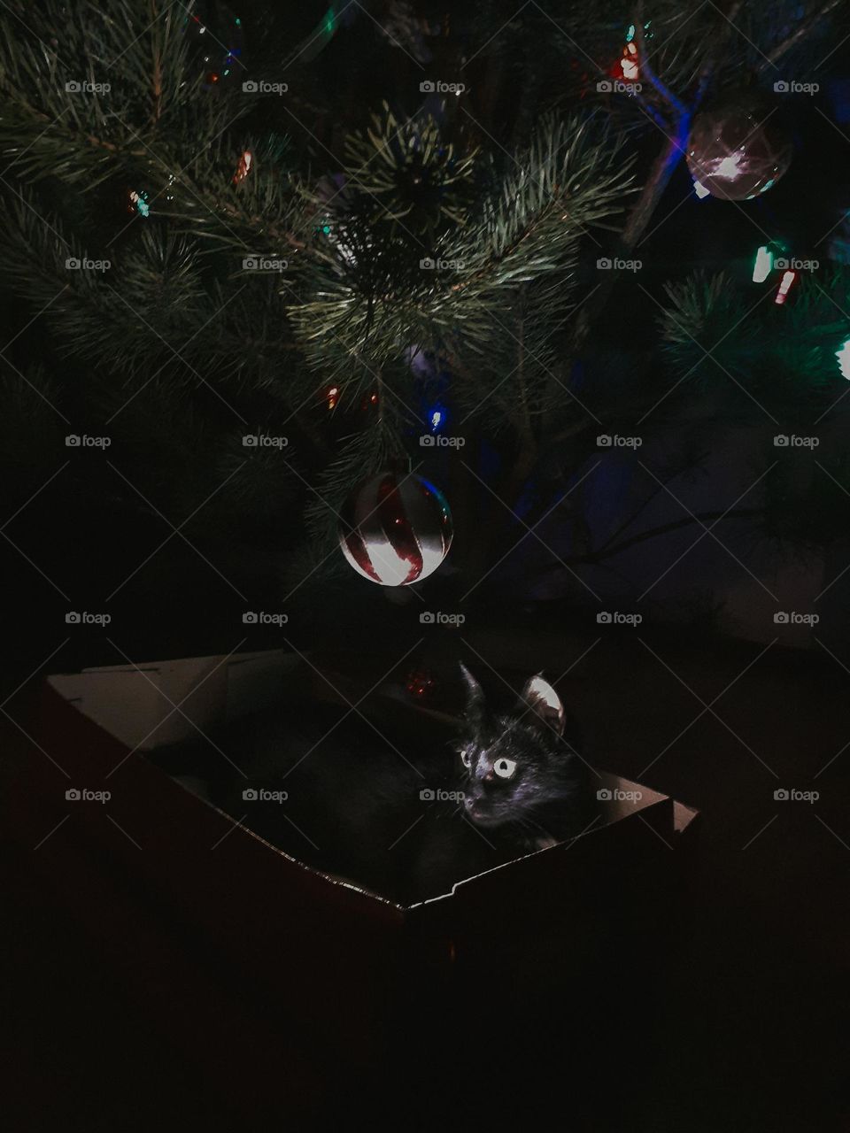 New Year's cat in a box