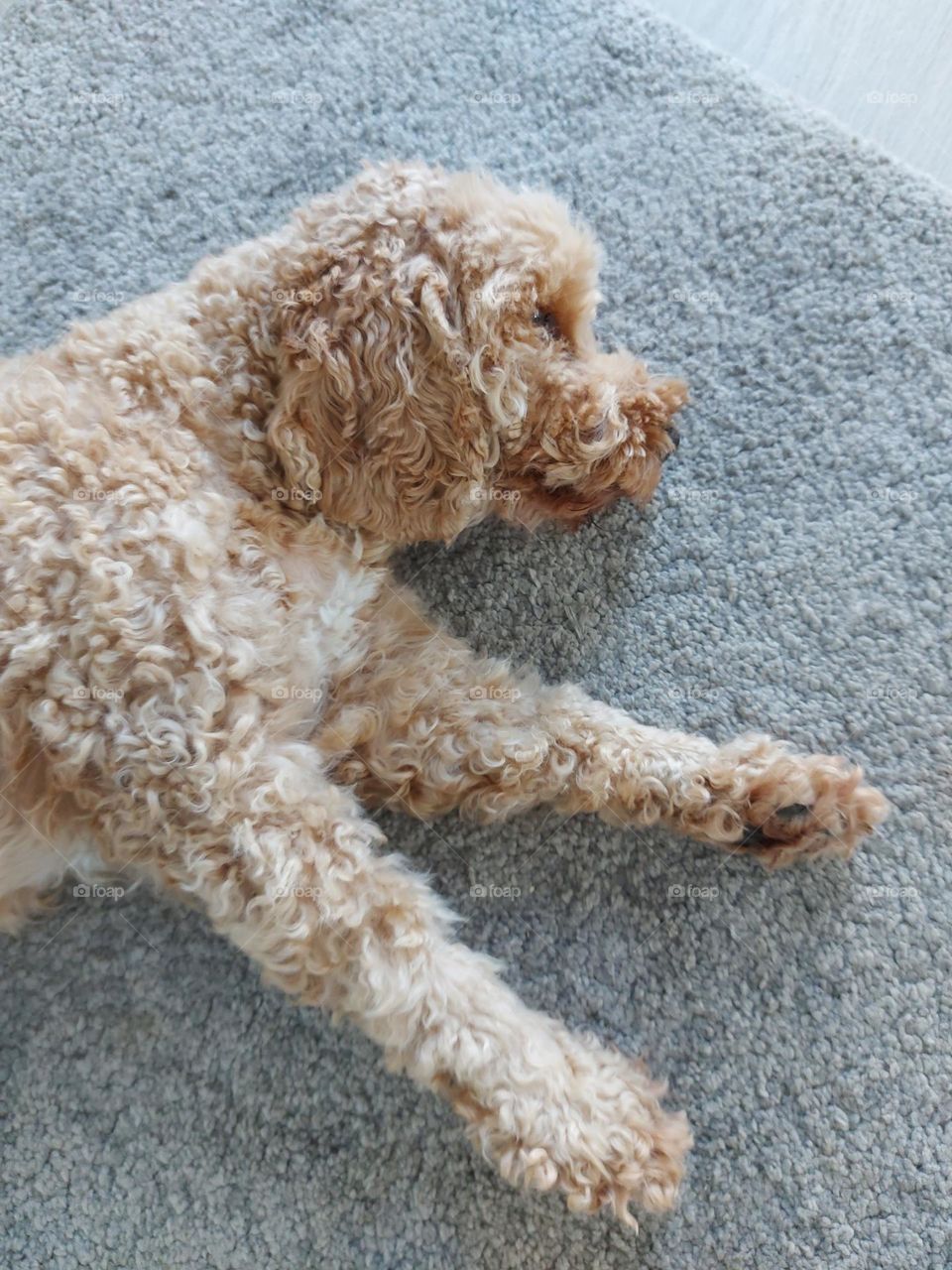 sleeping little dog, cockapoo