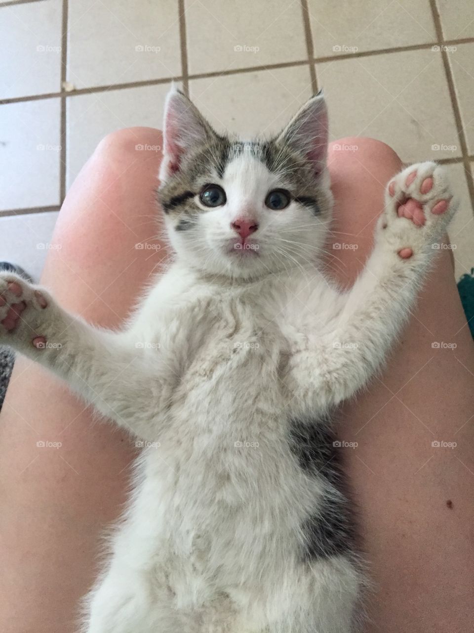 A kitten looking at the person holding him, being very playful 