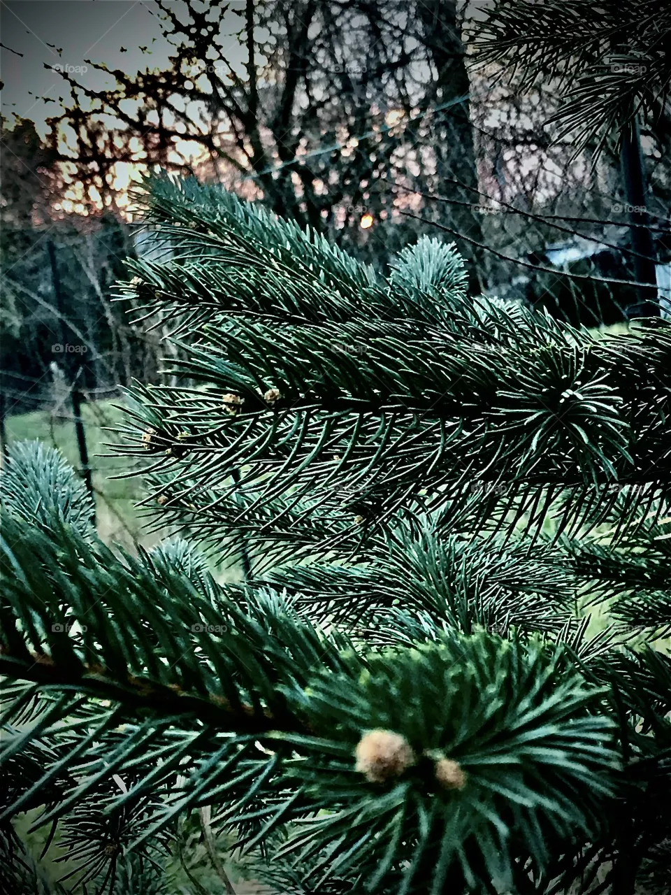 Green tree