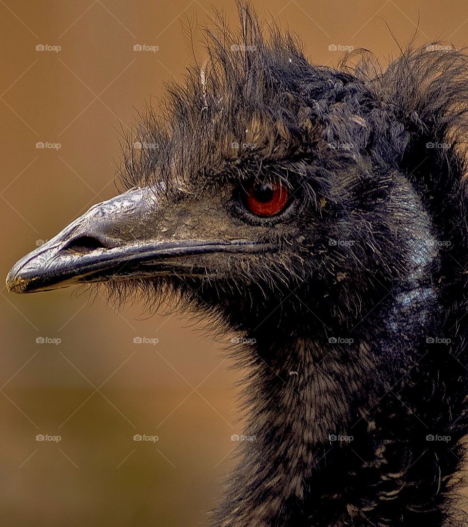 Ostrich