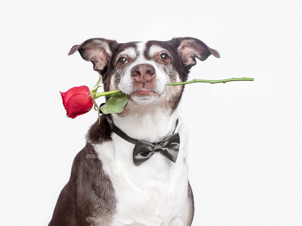 Cachorro com gravata borboleta preta segurando uma rosa vermelha na boca