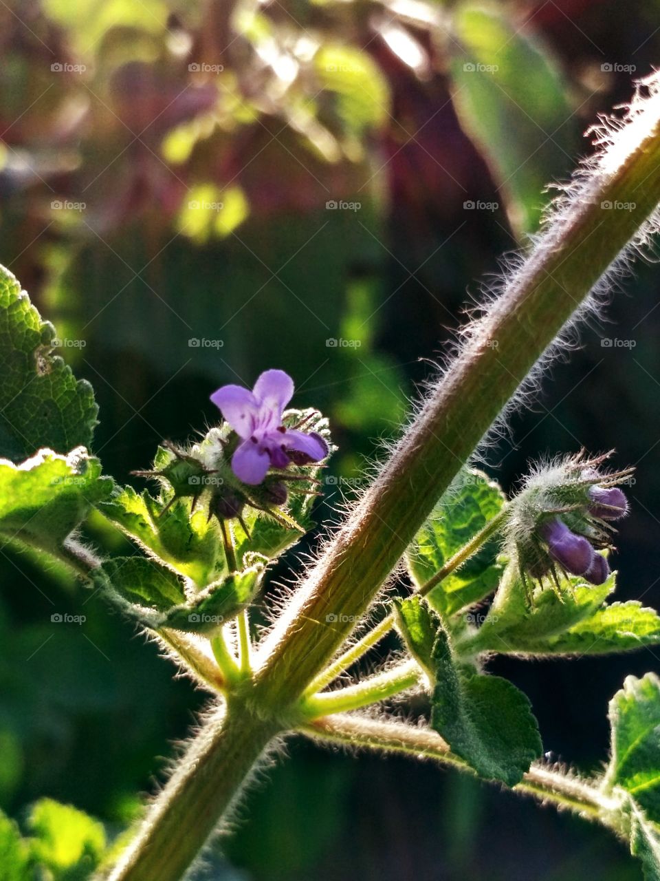 Purple Flower