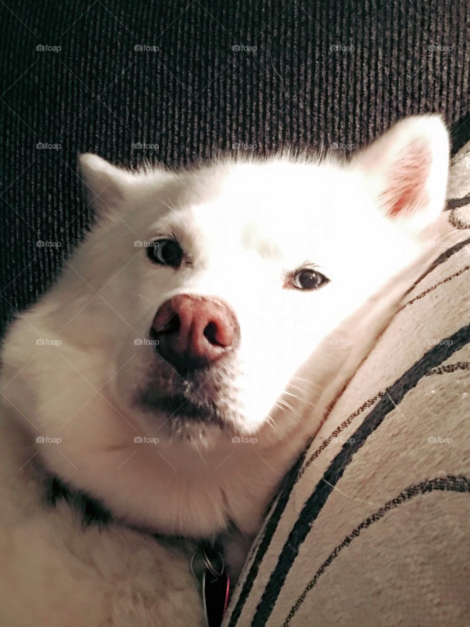 Lazy Husky Dog 