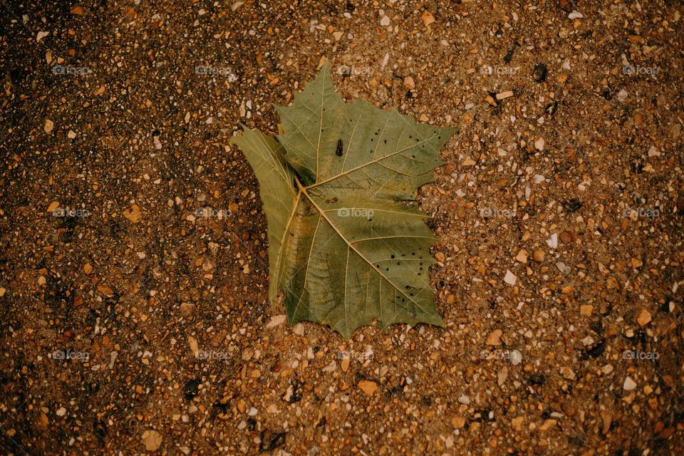 Big leaf on ground 
