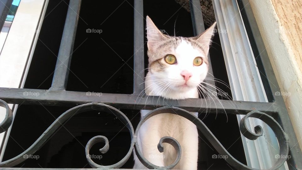 my cat looking at my house from the window.