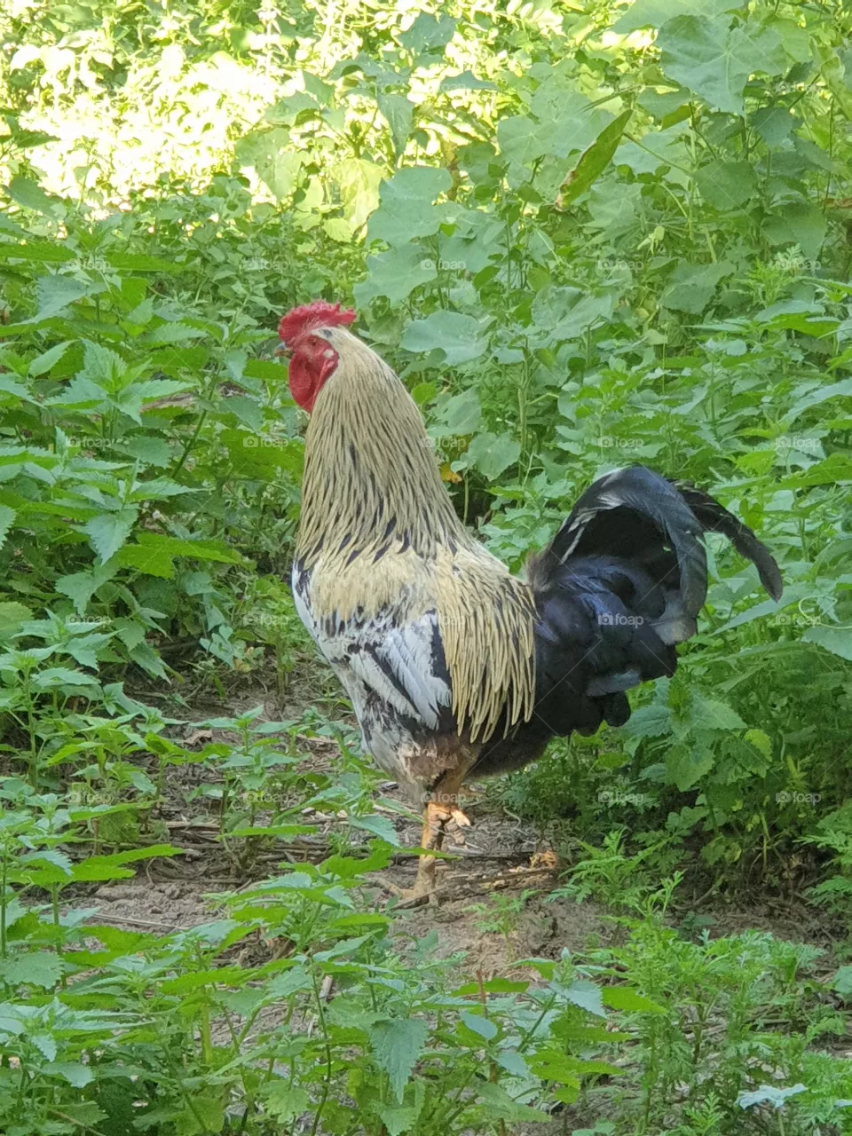 bird